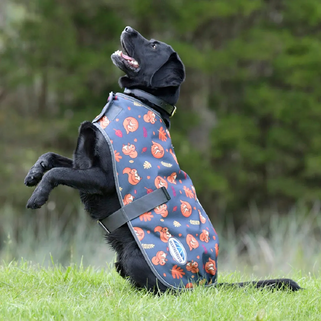 ComFiTec Squirrel Premier Free Parka Dog Coat Medium - Squirrel Print
