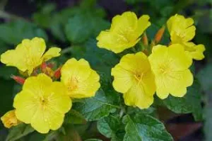 Evening Primrose Oil 12ml