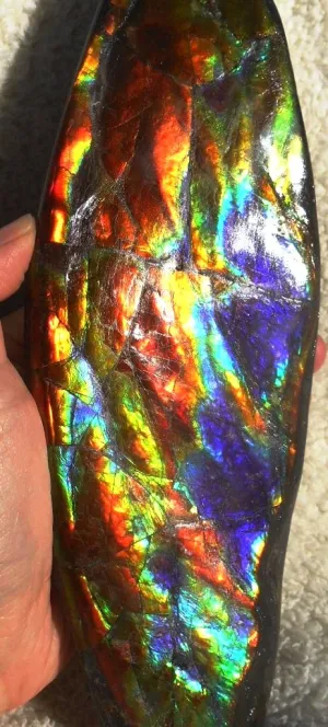 Make An Offer! 交渉あり☆AAA Double-Sided HUGE  Premium Rare Gorgeous Colors COLLECTOR Section Piece  256 x 82 mm　Natural Ammolite - Feng Shui CS-108 ダブル 超大型両面 ナチュラル　コレクション　ディスプレイピース