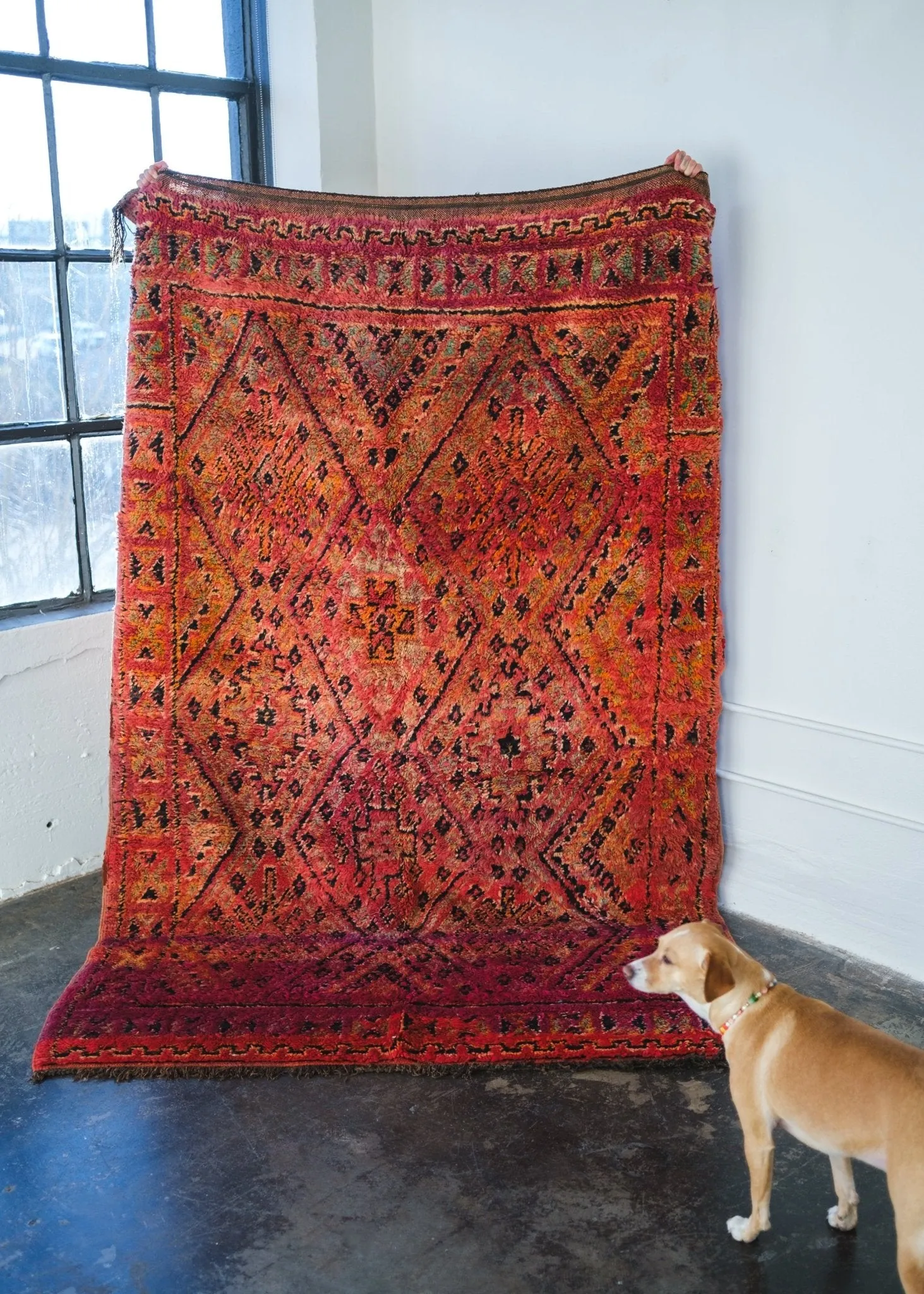 Sunrise on the Sahara Area Rug
